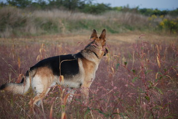 German Shepherd in Field