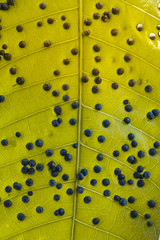 disease on mango leaf