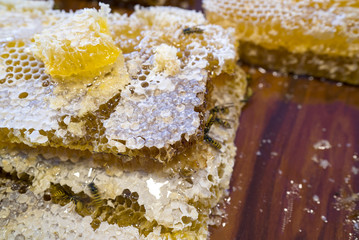 bee on honey
