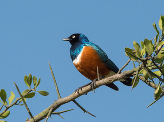 Bird on Branch