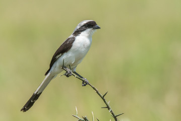 Fototapeta premium Bird on Branch