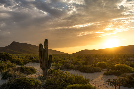 Cactus in desert with sunset, Mexico, Baja California