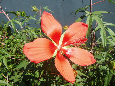 紅蜀葵 Images Browse 39 Stock Photos Vectors And Video Adobe Stock