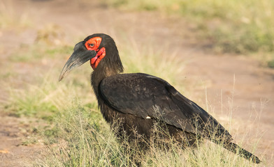Hornbill