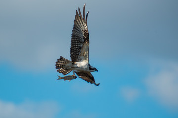 osprey with fish