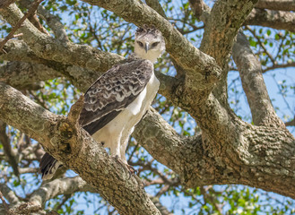 Raptor on Branch