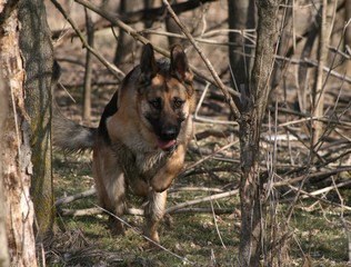 German Shepherd Running