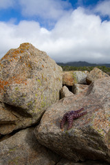 Seastar on a boulder, Point Lobos State Reserve near Carmel in Claifornia