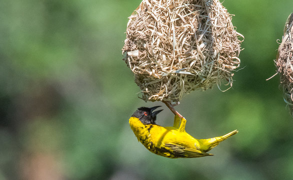 Bird building nest