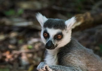 Fototapeta premium Monkey Profile