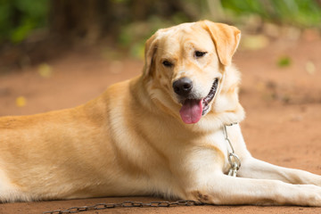 labrador retriever