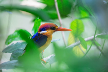 The Oriental Dwarf Kingfisher also known as the Black-backed Kingfisher or Three-toed Kingfisher (Ceyx erithaca) is a species of bird in the Alcedinidae family. it is found in Thailand