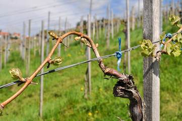 Weinbau, Weinrebe