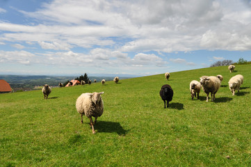 Obraz premium blöckende Schafe, Schafherde in der Oststeiermark