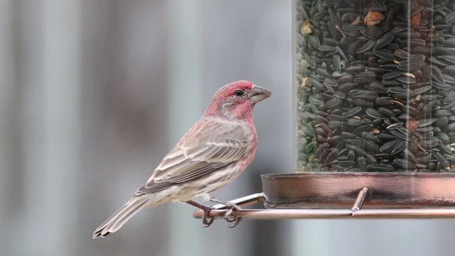 Male Finch bird eating seeds at a bird feeder.