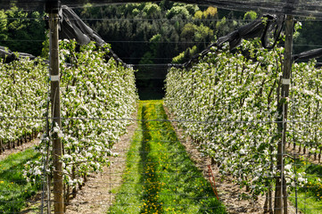 Obstplantage, bl&uuml;hende Apfelb&auml;ume da der steirischen Apfelstra&szlig;e
