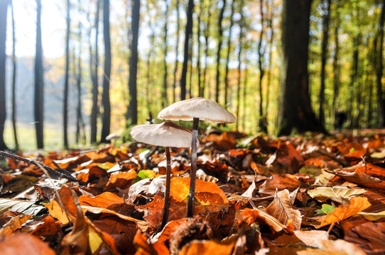 Pilze am Waldboden, Jasmunder Nationalpark, R&uuml;gen