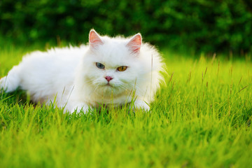 Naklejka na ściany i meble white Persian cat with 2 different-colored eyes (heterocromatic eyes) on grass field