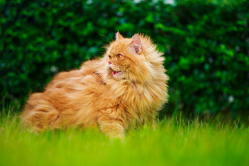 Naklejka na ściany i meble brown Persian cat on the grass field