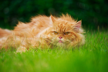 Naklejka na ściany i meble brown Persian cat with tongue out on the grass field