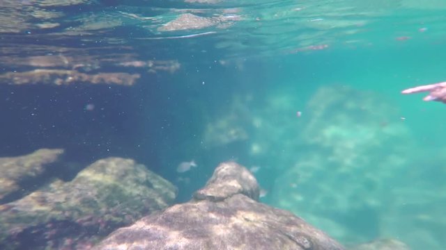 snorkeling underwater in mexico xel-ha using a gopro hero 5 the water is crystal blue