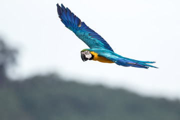 blue-and-yellow macaw (Ara ararauna)  is a large South American parrot