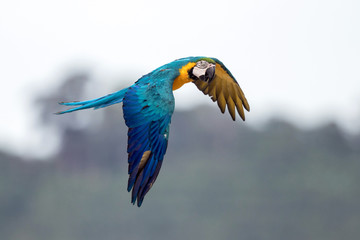 blue-and-yellow macaw (Ara ararauna)  is a large South American parrot