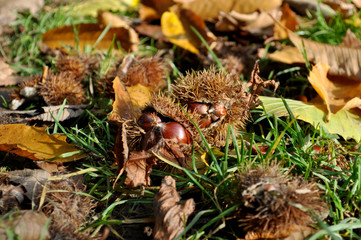 Kastaninen auf der Wiese
