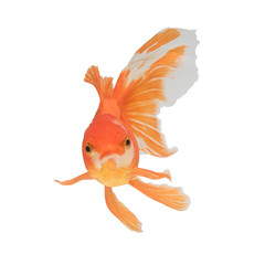 goldfish isolated on white background.