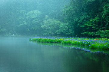 平池 カキツバタ