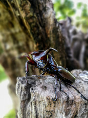 Fighting action of male rhinoceros beetle in the breeding season