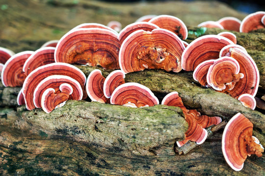 Ganoderma Lucidum Mushroom or Ling Zhi Mushroom on timber