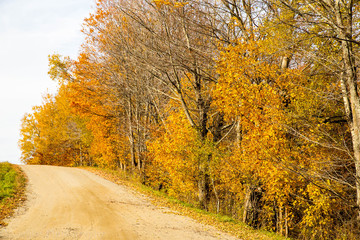 Fototapeta premium Fall 