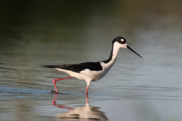 bird wading