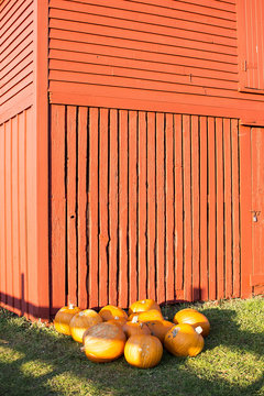 Bright Wooden Wall with Pumpkins