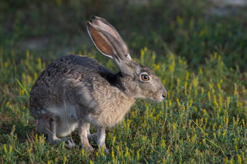 jack rabbit