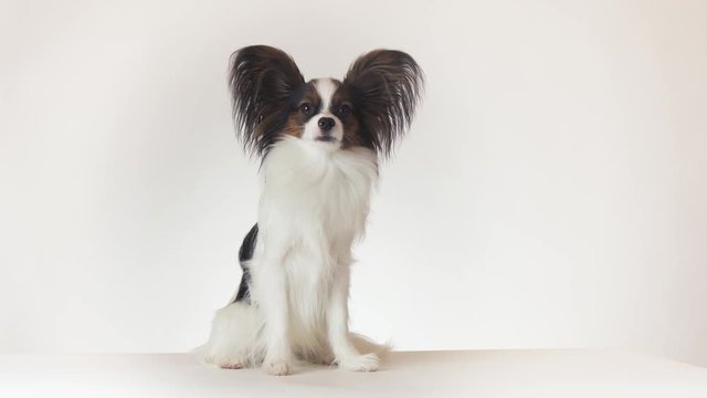 Beautiful young male dog Continental Toy Spaniel Papillon sits and looks around on white background stock footage video