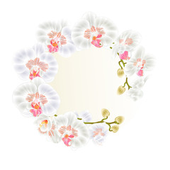 Frame Beautiful  Orchid white stem with flowers and  buds closeup isolated vintage  vector editable illustration hand draw
