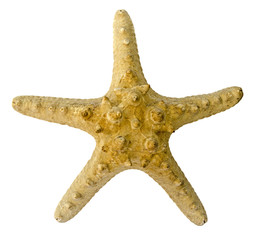 Close  up of  starfish