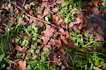 red leaves and green grass on the ground of the fall forest