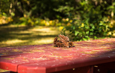 Pinecones