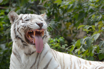 Bengal tiger is angry