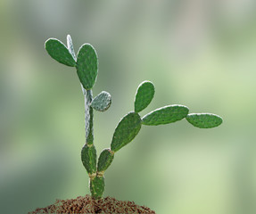 close up of cactus