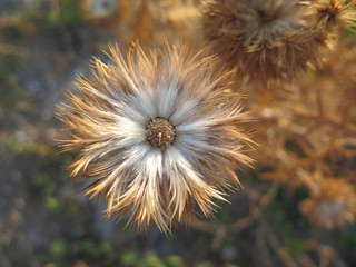 Brown and white flower head