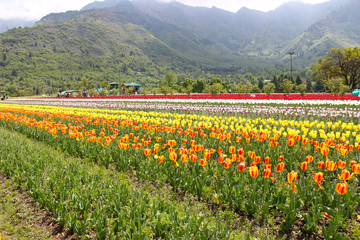 Multi colored Tulip garden