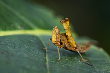 Image of a brown monkey grasshopper (Arthropoda: Insecta: Orthoptera: Chorotypidae: Erianthus versicolor) on green leaves. Insect Animal