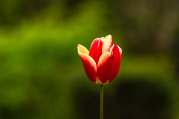 Single Flower in Spring