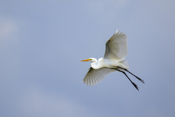 Fototapeta na wymiar Image of white egret flying in the sky. Animal. white Bird.