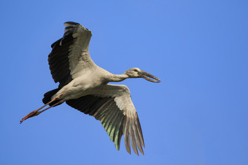Obraz premium Image of an Asian openbill stork(Anastomus oscitans) flying in the sky. Bird, Wild Animals.
