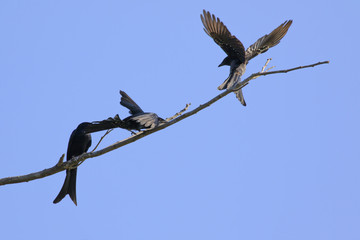 Image of Black Drongo(Dicrurus macrocercus) on a twig on a blue background.. Bird, Wild Animals.